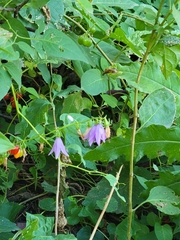 Campanula rapunculoides