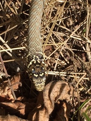 Hierophis viridiflavus