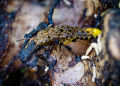 Ontholestes cingulatus