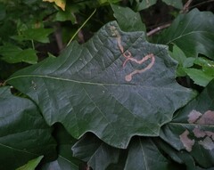 Cameraria tubiferella