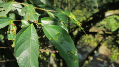 Ficus irisana