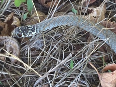 Hierophis viridiflavus