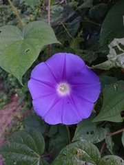 Ipomoea nil