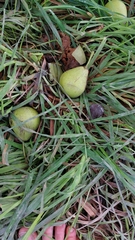 Pyrus