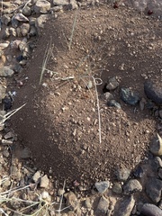 Pogonomyrmex californicus