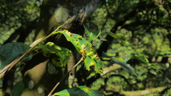 Ficus irisana