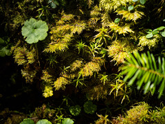 Hylocomium splendens