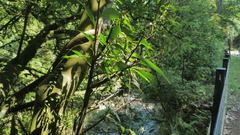 Ficus irisana