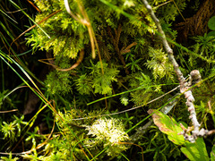 Trichocolea tomentella