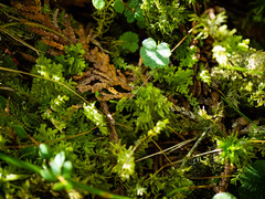 Trichocolea tomentella