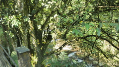 Ficus irisana