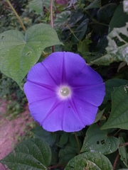 Ipomoea nil