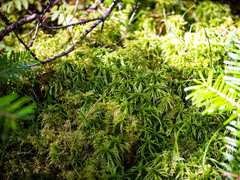 Sphagnum girgensohnii