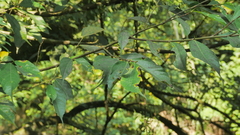 Ficus irisana