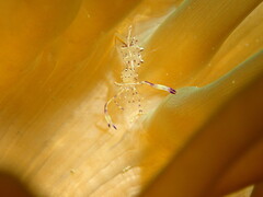 Ancylomenes holthuisi