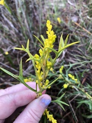 Synaphea