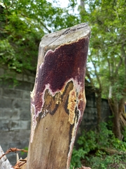 Punctularia atropurpurascens