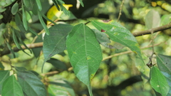 Ficus irisana