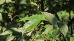 Ficus irisana