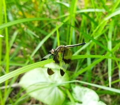 Neurothemis tullia