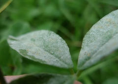 Erysiphe trifoliorum