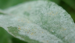 Erysiphe trifoliorum