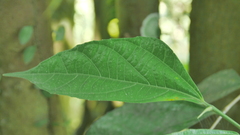 Ficus irisana