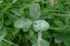 Erysiphe trifoliorum