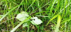 Neurothemis tullia