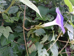 Ipomoea nil