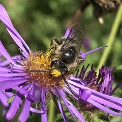 Colletes compactus