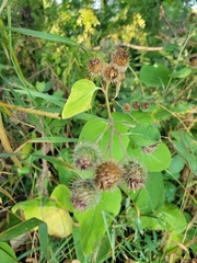 Arctium