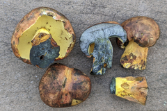 Lanmaoa pseudosensibilis