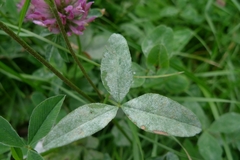 Erysiphe trifoliorum