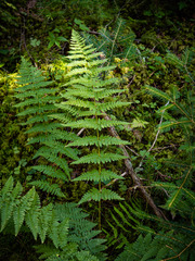 Dryopteris × boottii
