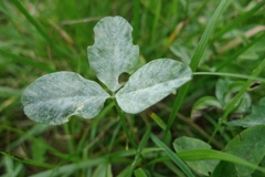 Erysiphe trifoliorum