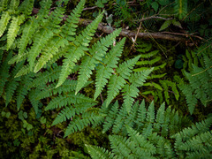 Dryopteris × boottii