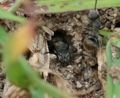 Polyrhachis vermiculosa