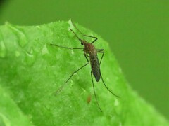 Aedes vexans