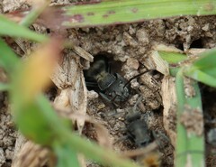 Polyrhachis vermiculosa