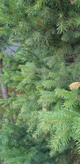 Picea obovata