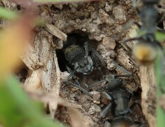 Polyrhachis vermiculosa