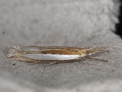 Crambus leachellus