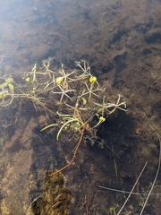 Utricularia radiata