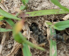 Polyrhachis vermiculosa