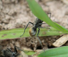 Polyrhachis vermiculosa