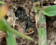 Polyrhachis vermiculosa