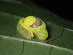 Ibycus rachelae