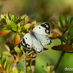 Colias poliographus
