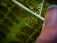 Dryopteris × boottii